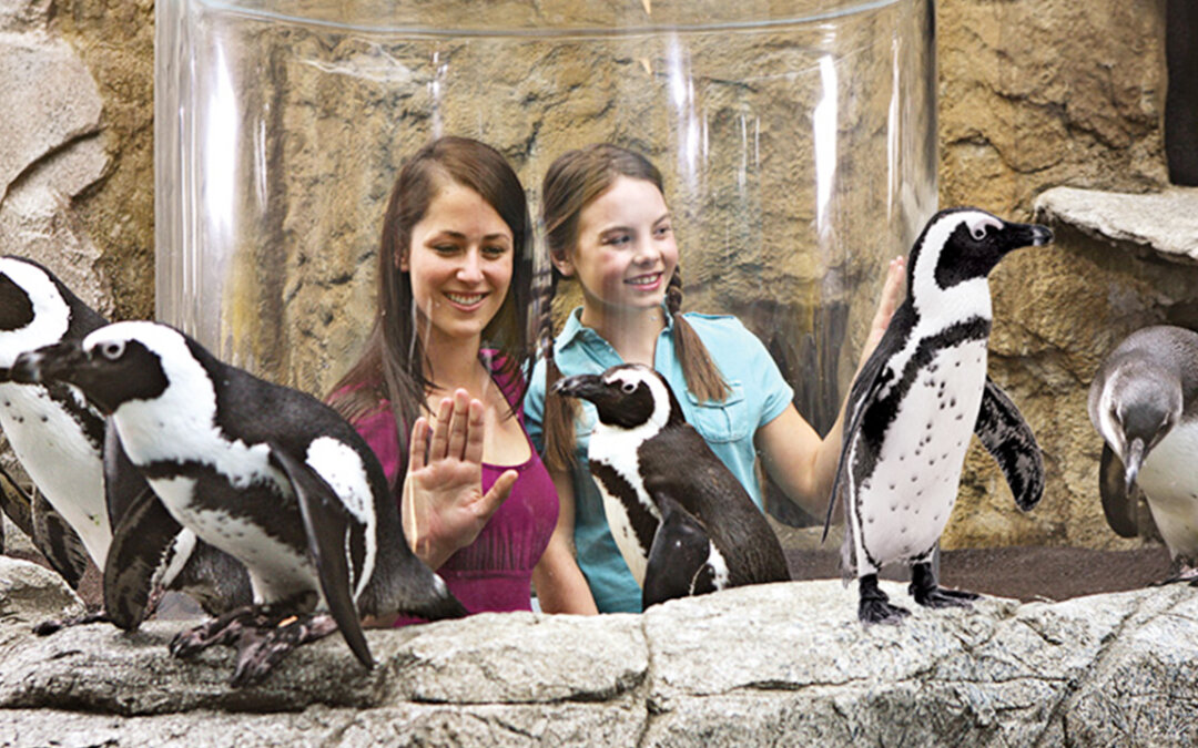 Explore Ripley’s NEW Penguin Playhouse!