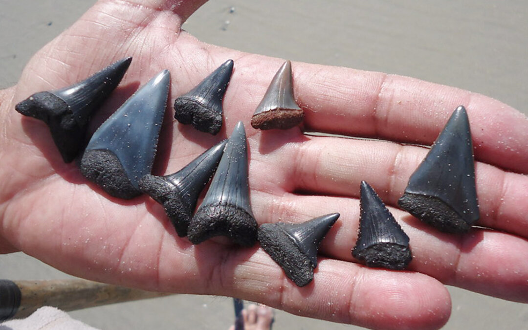 3 Tips for Finding Shark’s Teeth!